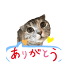 佐藤家の猫のペコ（個別スタンプ：3）
