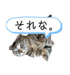佐藤家の猫のペコ（個別スタンプ：7）