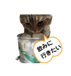 佐藤家の猫のペコ（個別スタンプ：8）