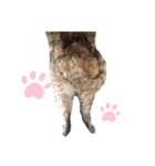 佐藤家の猫のペコ（個別スタンプ：9）