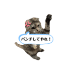 佐藤家の猫のペコ（個別スタンプ：11）