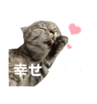 佐藤家の猫のペコ（個別スタンプ：12）