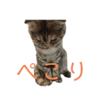佐藤家の猫のペコ（個別スタンプ：13）