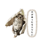 佐藤家の猫のペコ（個別スタンプ：14）