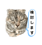佐藤家の猫のペコ（個別スタンプ：15）