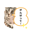 佐藤家の猫のペコ（個別スタンプ：16）