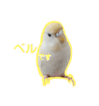 セキセイインコのベル（個別スタンプ：1）