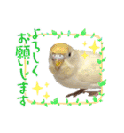 セキセイインコのベル（個別スタンプ：2）