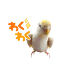 セキセイインコのベル（個別スタンプ：3）