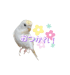 セキセイインコのベル（個別スタンプ：4）