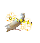 セキセイインコのベル（個別スタンプ：5）