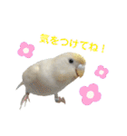 セキセイインコのベル（個別スタンプ：7）