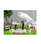 セキセイインコのベル（個別スタンプ：8）