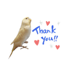 セキセイインコのベル（個別スタンプ：9）