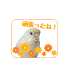セキセイインコのベル（個別スタンプ：10）
