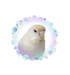 セキセイインコのベル（個別スタンプ：13）
