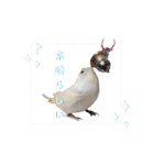 セキセイインコのベル（個別スタンプ：14）