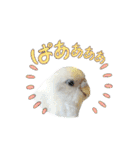 セキセイインコのベル（個別スタンプ：16）