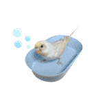 セキセイインコのベル（個別スタンプ：20）