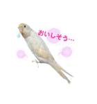 セキセイインコのベル（個別スタンプ：22）
