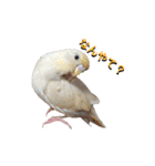 セキセイインコのベル（個別スタンプ：25）