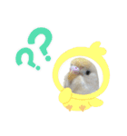 セキセイインコのベル（個別スタンプ：26）