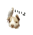 セキセイインコのベル（個別スタンプ：27）