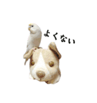 セキセイインコのベル（個別スタンプ：28）