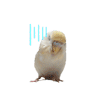セキセイインコのベル（個別スタンプ：29）