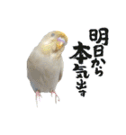 セキセイインコのベル（個別スタンプ：31）