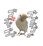 セキセイインコのベル（個別スタンプ：33）