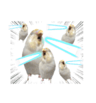 セキセイインコのベル（個別スタンプ：36）