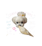 セキセイインコのベル（個別スタンプ：38）