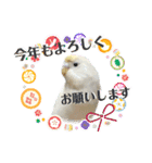 セキセイインコのベル（個別スタンプ：40）