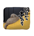 CUTE そうせいしんbrother（個別スタンプ：6）