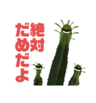サボテンズ‼︎（個別スタンプ：3）