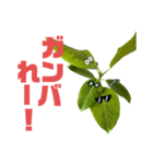 サボテンズ‼︎（個別スタンプ：13）