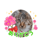 プリンちゃんと愉快なにゃんこ達（個別スタンプ：14）