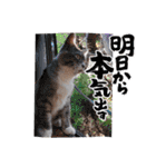 プリンちゃんと愉快なにゃんこ達（個別スタンプ：16）