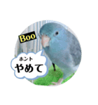 マメルリハのリル14（個別スタンプ：6）