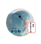 マメルリハのリル14（個別スタンプ：7）