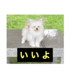 字幕犬2(かわいーぬ)（個別スタンプ：6）