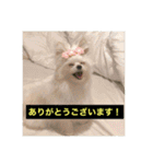 字幕犬2(かわいーぬ)（個別スタンプ：7）