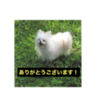 字幕犬2(かわいーぬ)（個別スタンプ：8）