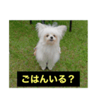 字幕犬2(かわいーぬ)（個別スタンプ：15）