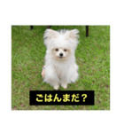 字幕犬2(かわいーぬ)（個別スタンプ：16）