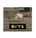 字幕犬2(かわいーぬ)（個別スタンプ：19）