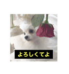 字幕犬2(かわいーぬ)（個別スタンプ：20）