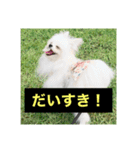 字幕犬2(かわいーぬ)（個別スタンプ：21）