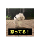 字幕犬2(かわいーぬ)（個別スタンプ：22）